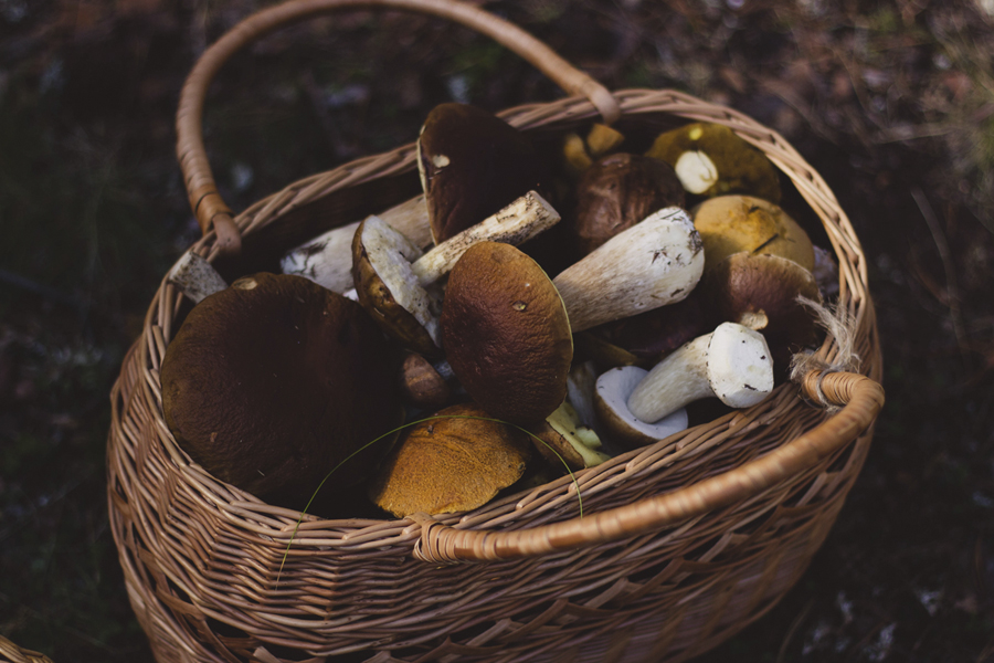3 places to catch mushrooms in Madrid