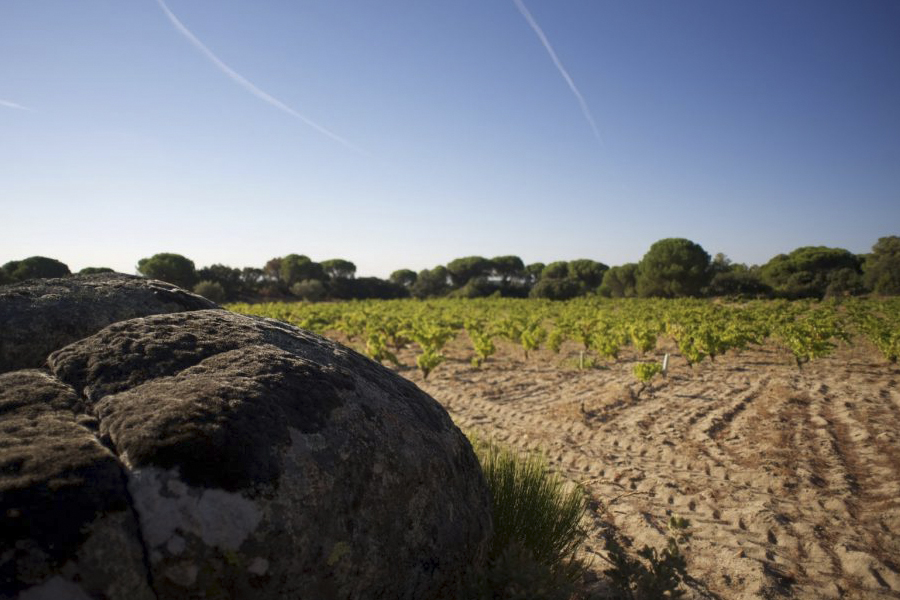 The most authentic wine route in Madrid